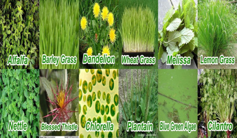 Food ingredients with spirulina best for the body