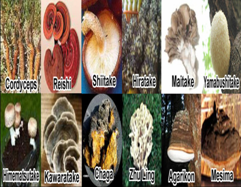 Mushrooms best for health